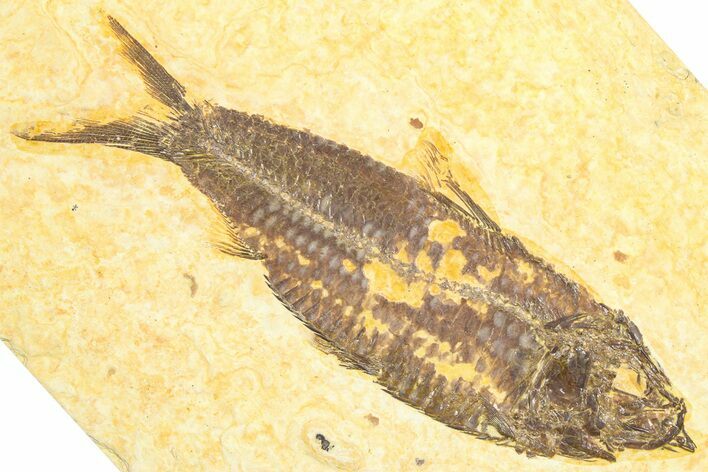 Detailed Fossil Fish (Knightia) - Wyoming #360714